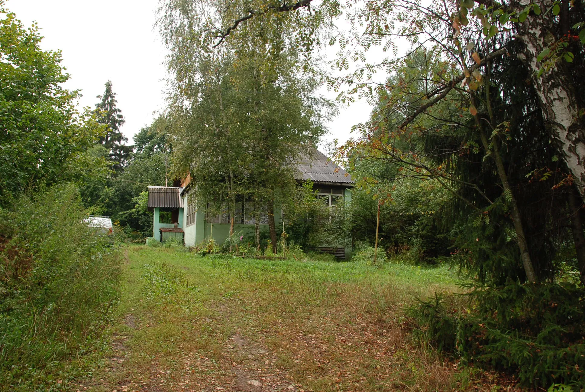 Мятная дача сосны, фото 1