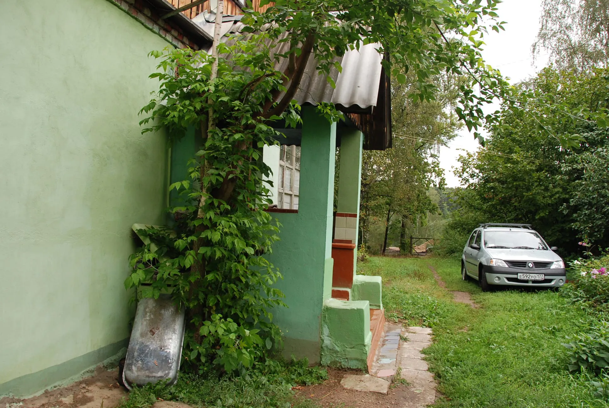 Мятная дача сосны, фото 8