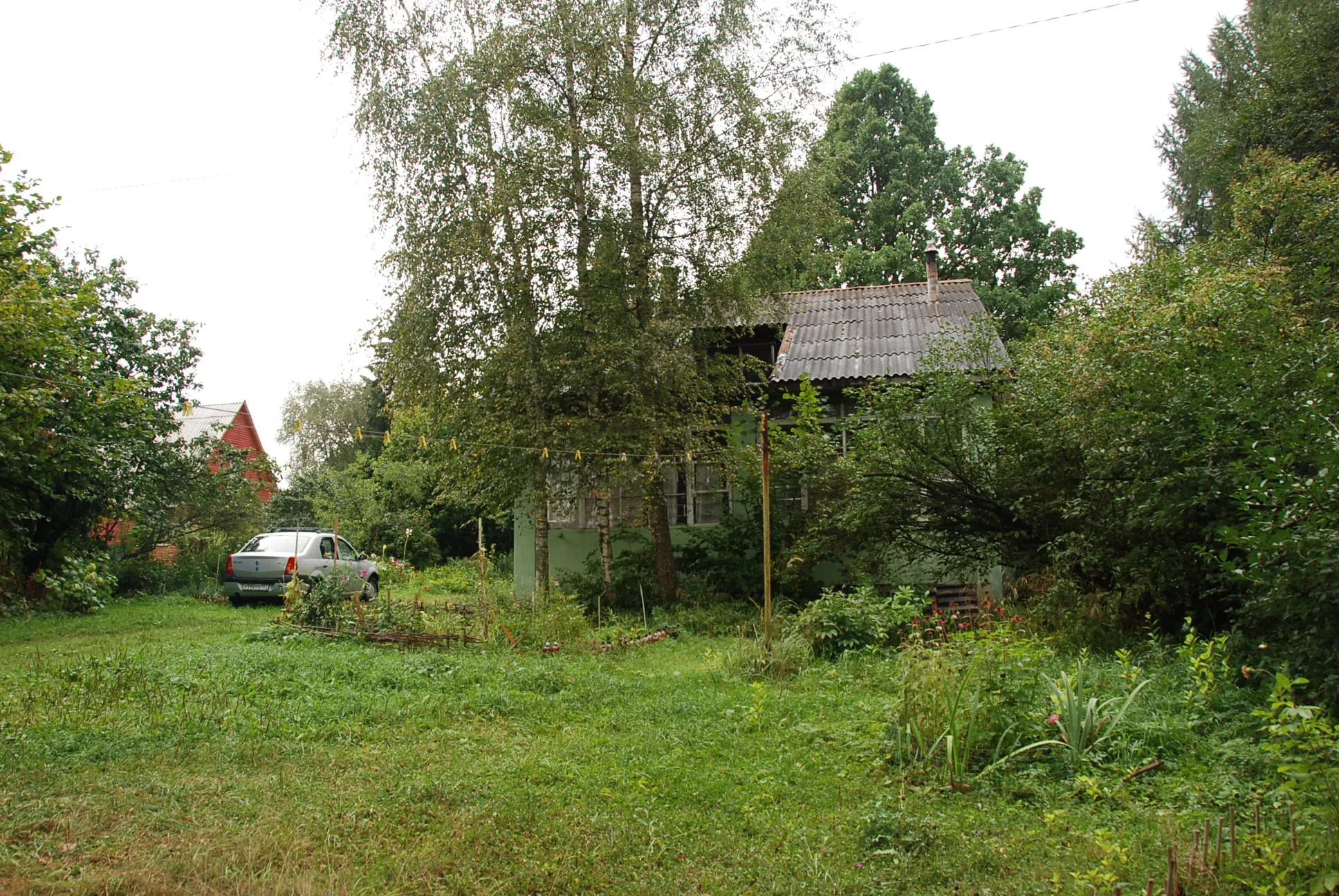 Мятная дача сосны, фото 5