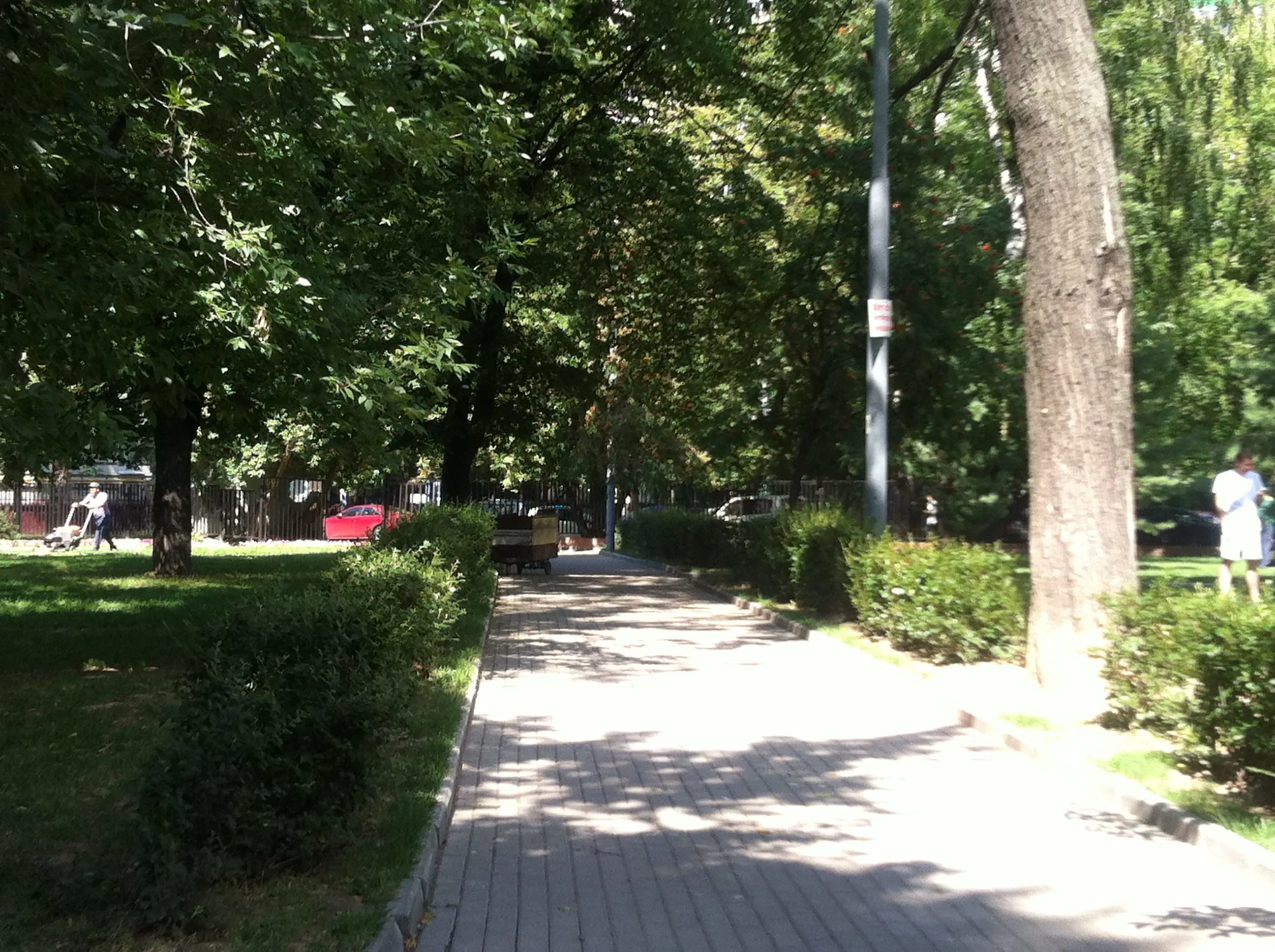 Парк со старыми деревьями, фото 8