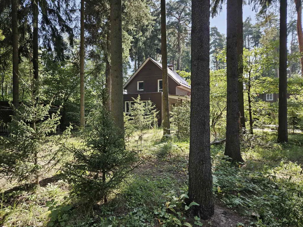 Хвойные клинчатые окна, фото 3