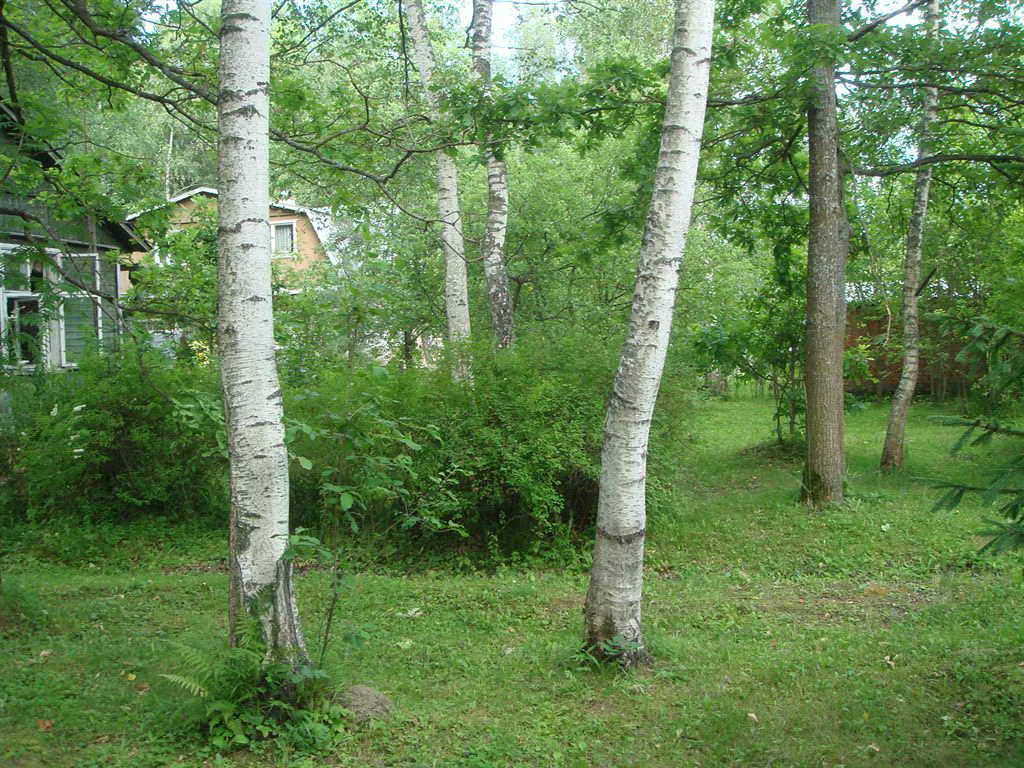 Дача с верандой-оранжереей, фото 5