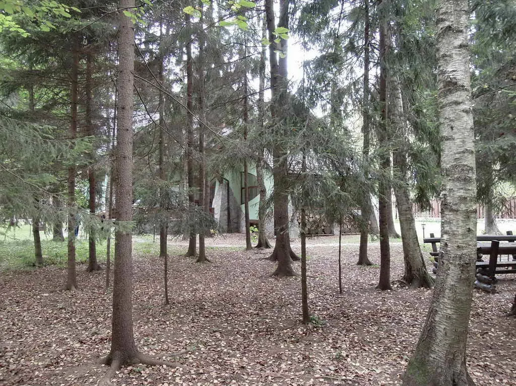 Каменные ворота в лесу, фото 13