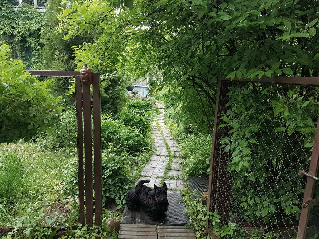 Дача в зарослях плюща, фото 5