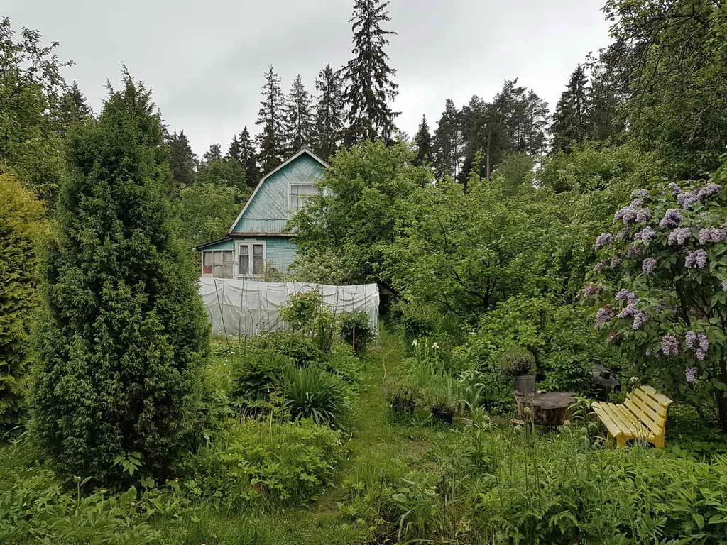 Дача в зарослях плюща, фото 18