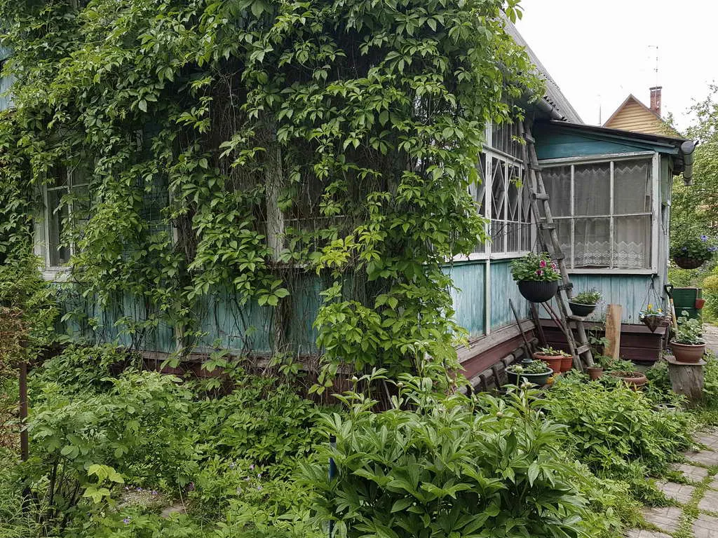 Дача в зарослях плюща, фото 7