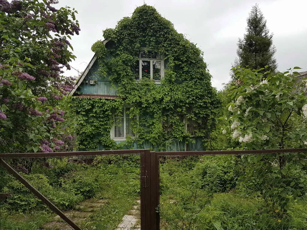 Дача в зарослях плюща, фото 4