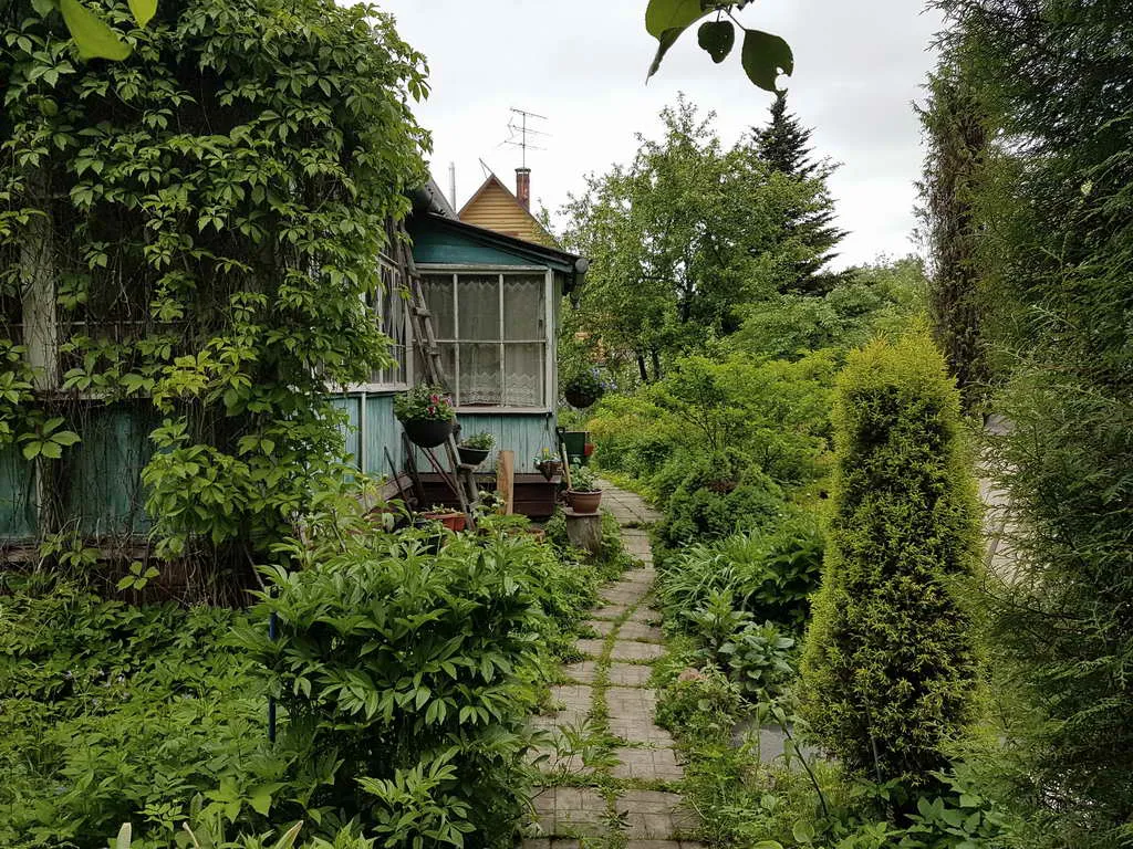 Дача в зарослях плюща, фото 6