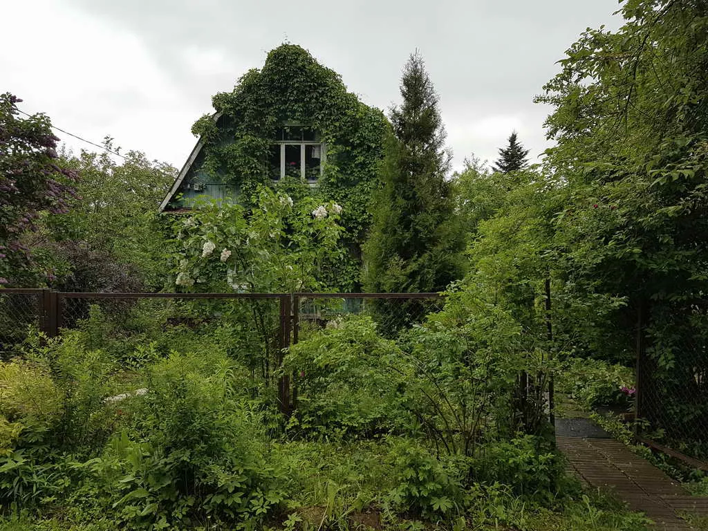 Дача в зарослях плюща, фото 2