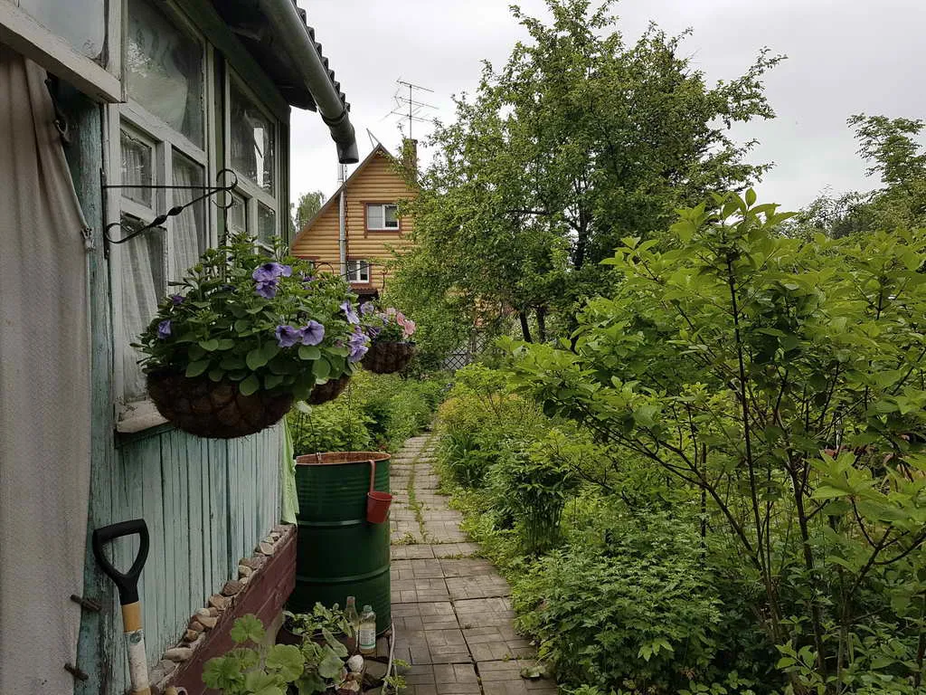 Дача в зарослях плюща, фото 10