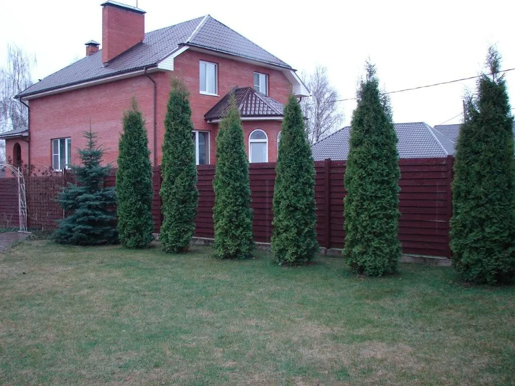 Рыжий забор и ели, фото 7