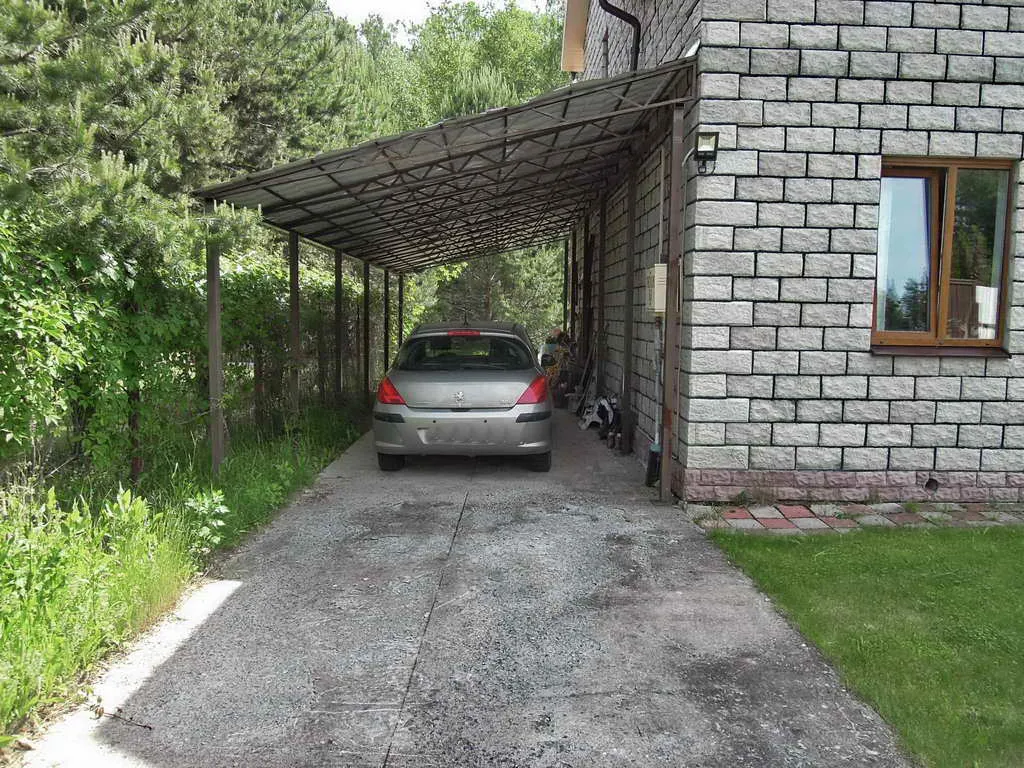 Ряды туй у леса, фото 3