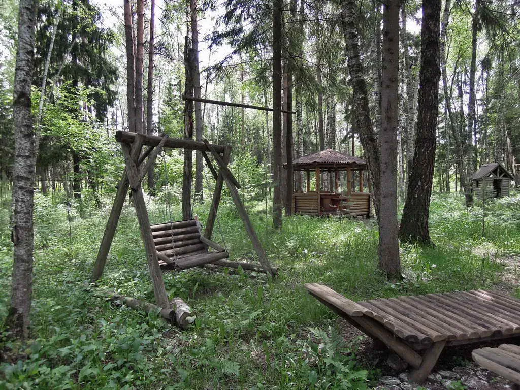 Ряды туй у леса, фото 10