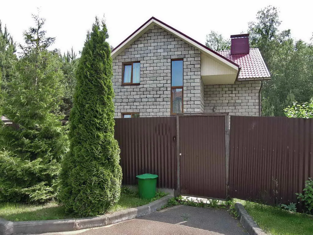 Ряды туй у леса, фото 2