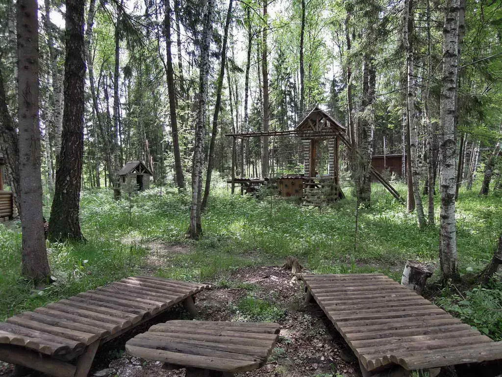 Ряды туй у леса, фото 11
