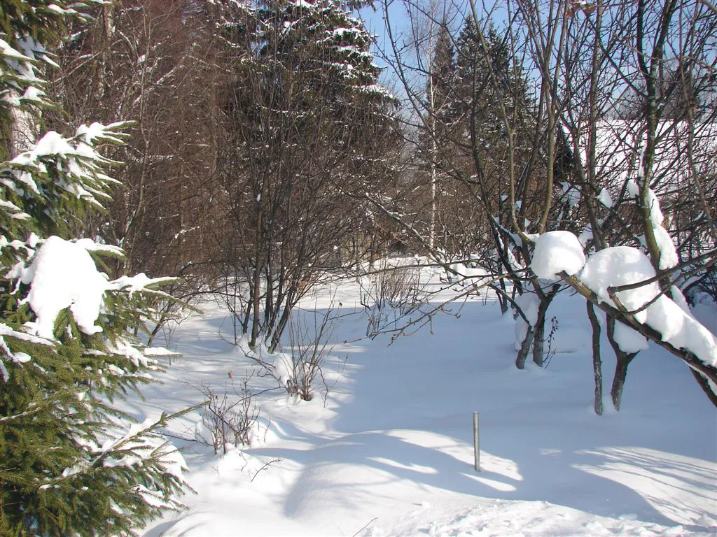 Бирюзовая Изгородь в Лесу, фото 6