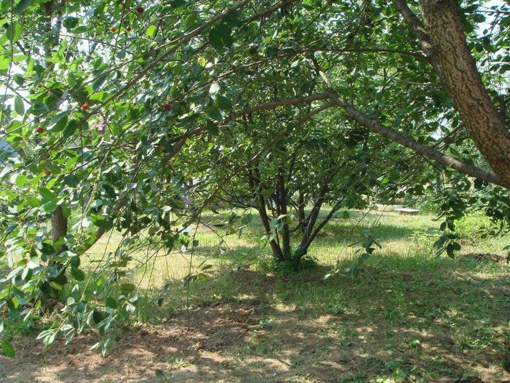 Деревенская вилла у леса, фото 13