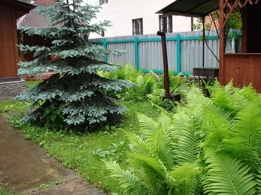 Дача в лесном окружении, фото 4