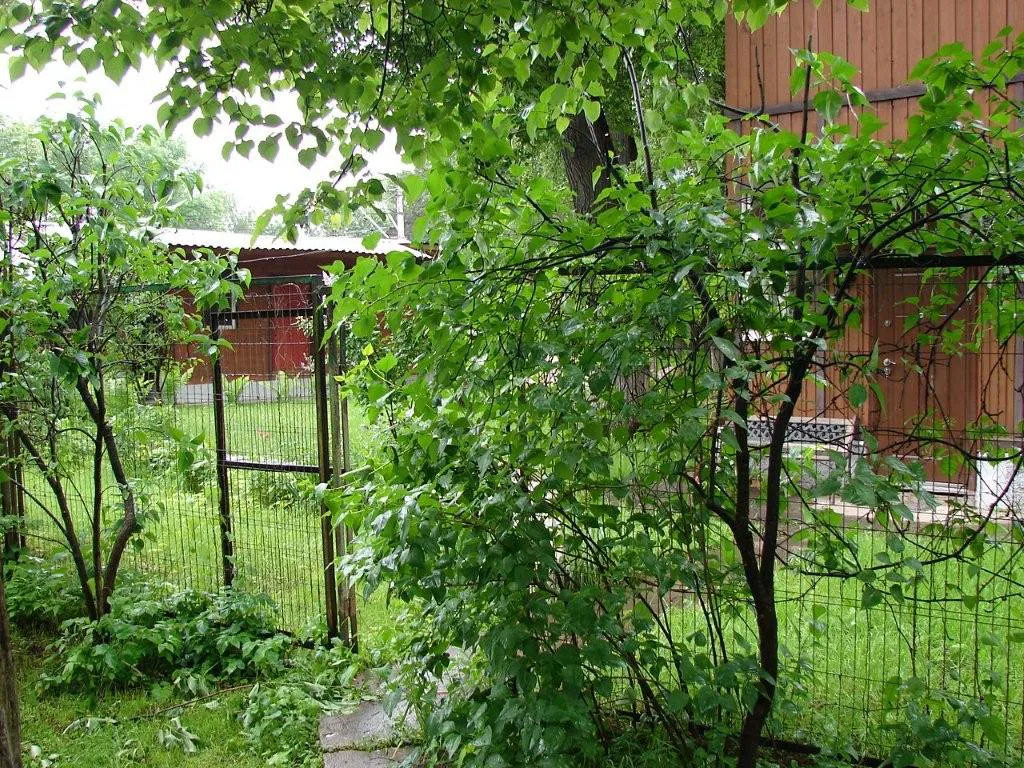 Дача в лесном окружении, фото 1