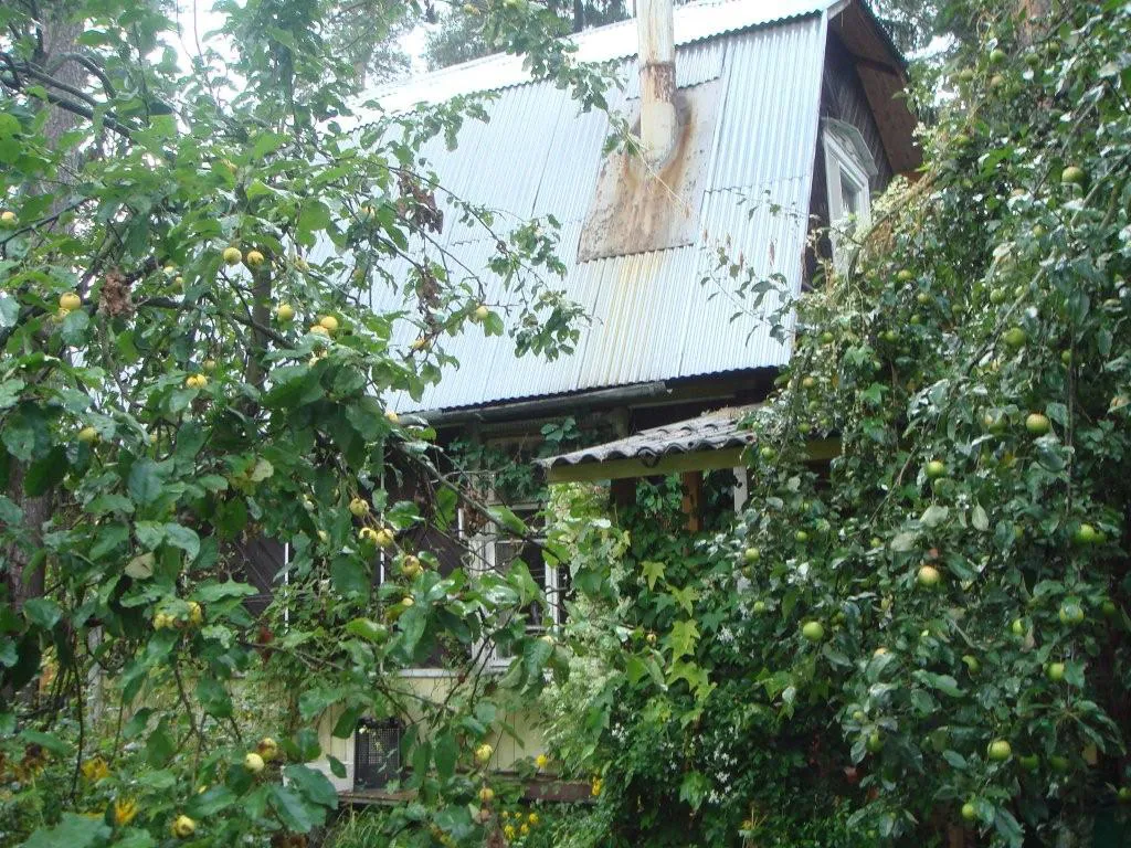 Лесная дача в зелени, фото 16