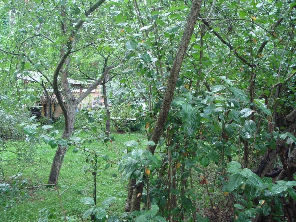 Лесная дача в зелени, фото 6