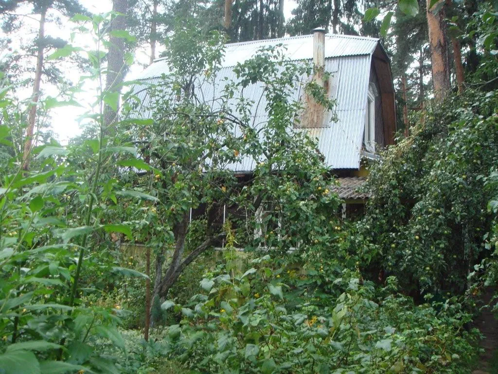 Лесная дача в зелени, фото 15