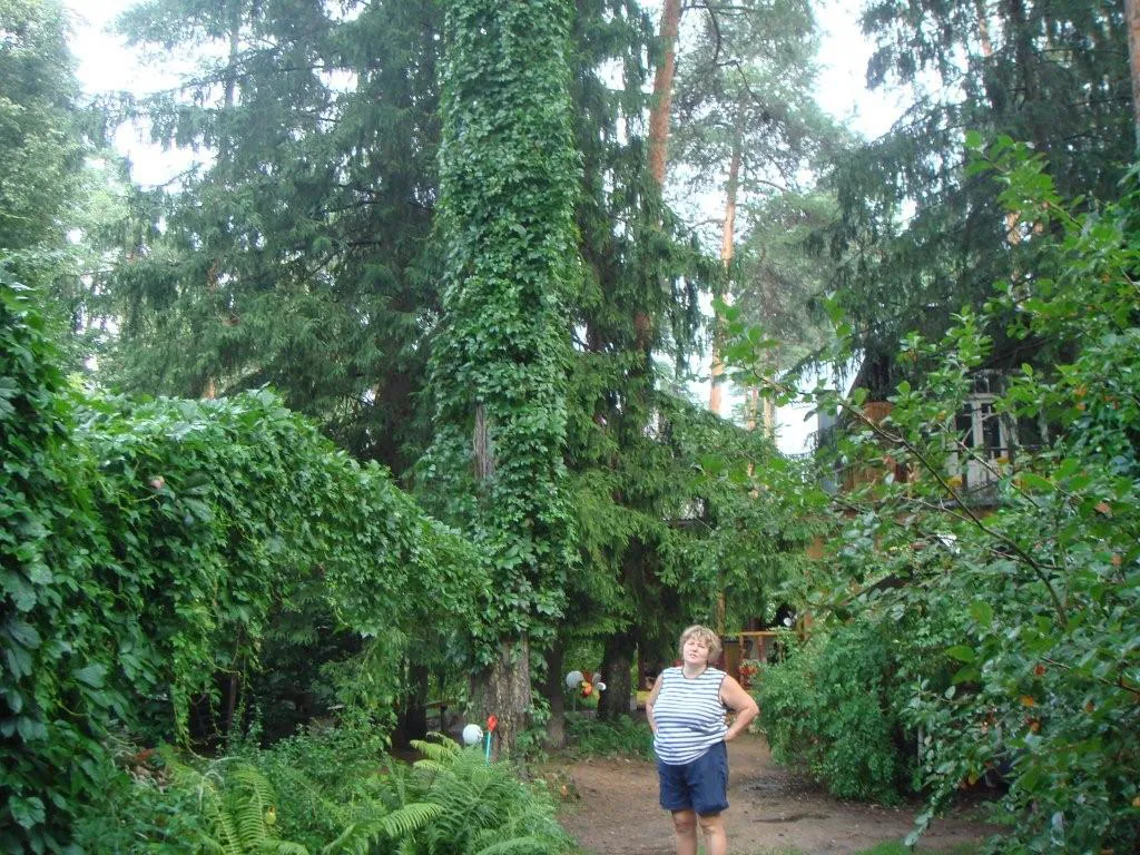 Лесная дача в зелени, фото 8