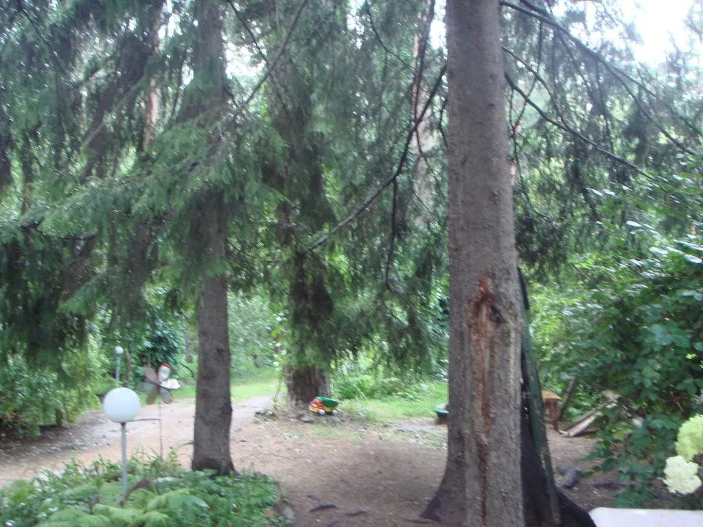 Лесная дача в зелени, фото 13