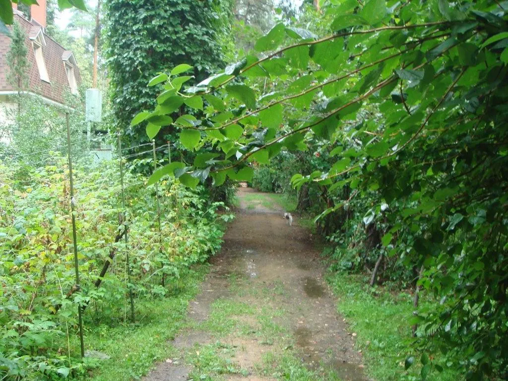 Лесная дача в зелени, фото 4