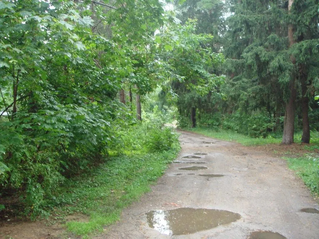 Лесная дача в зелени, фото 3