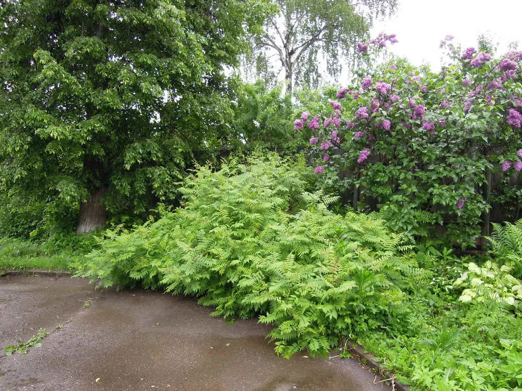 Дача, грязная дорога, фото 10