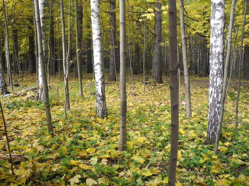 Дача с виноградной ковкой, фото 18