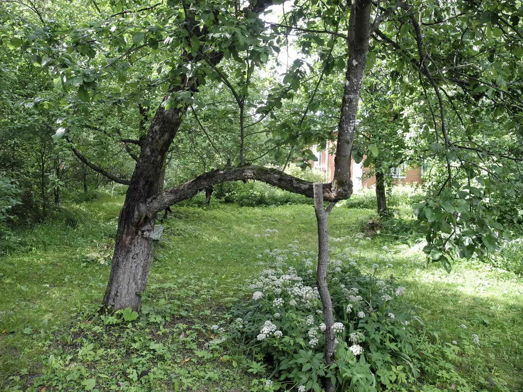 Уютная дача в лесу, фото 3