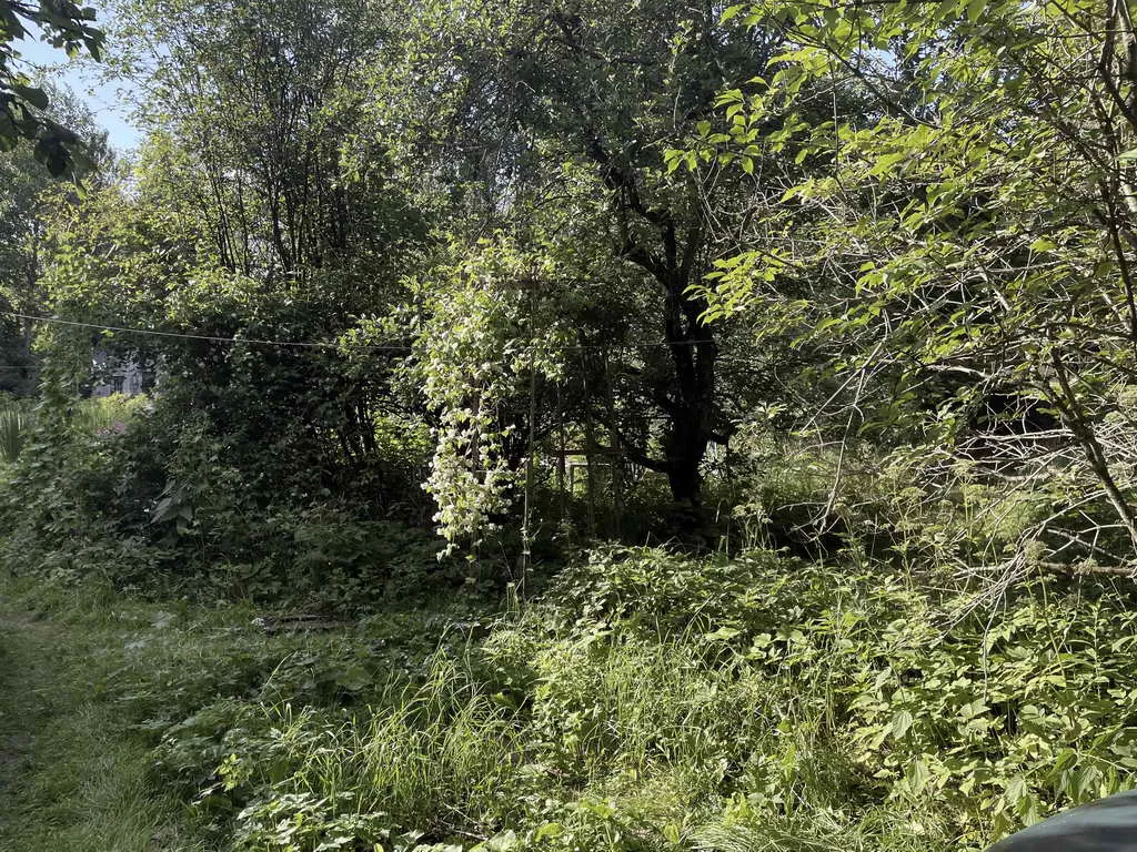 Старая дача в лесу, фото 3