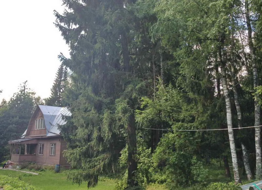 Дача под елями, фото 5