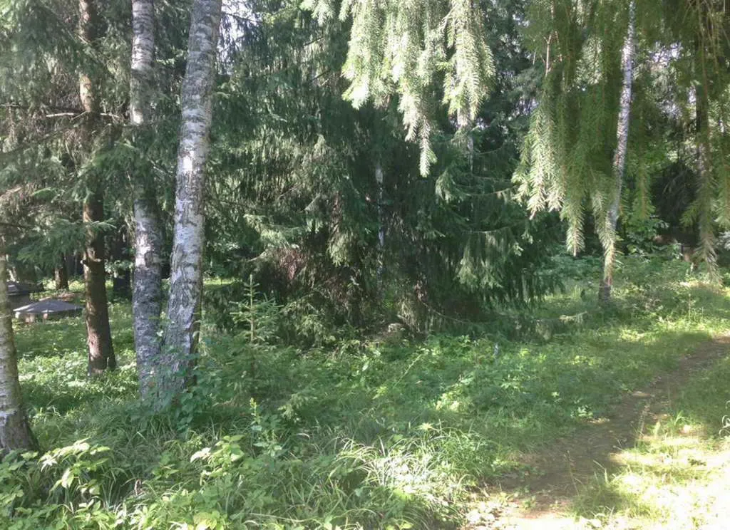 Дача под елями, фото 4