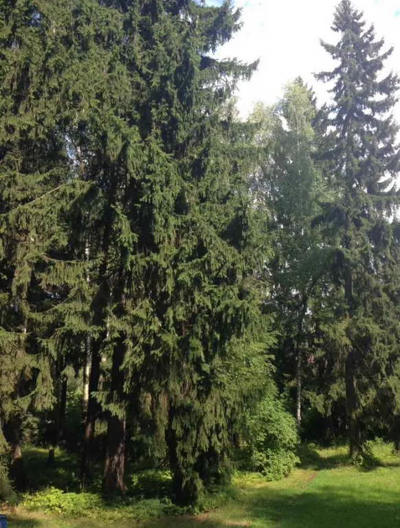 Дача под елями, фото 2