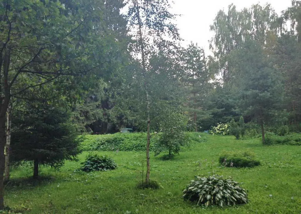 Дача под елями, фото 3