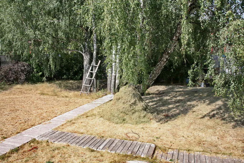 Дача в Лесу с домиком, фото 6