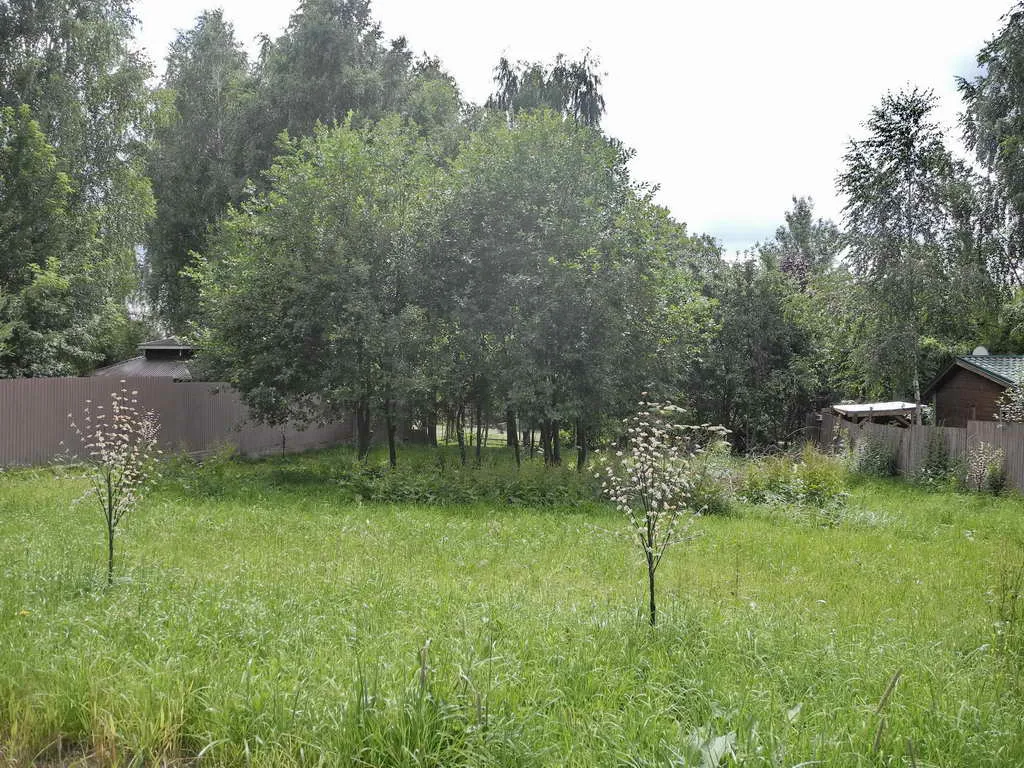 Дом в тени деревьев, фото 6