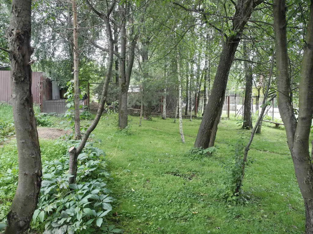 Дом в тени деревьев, фото 21