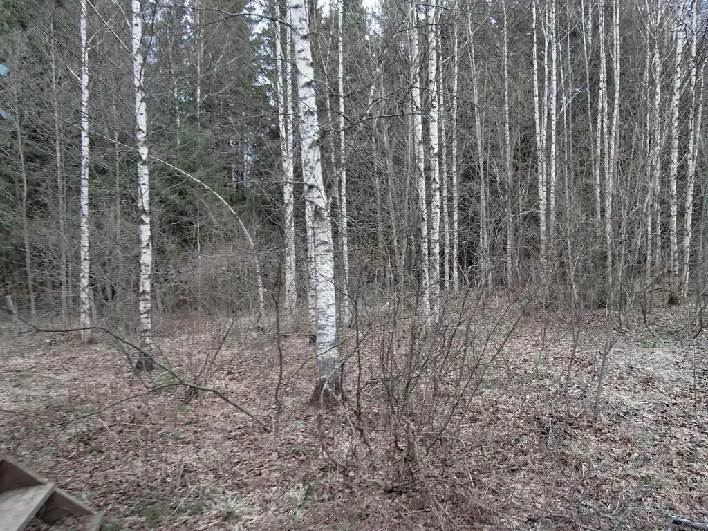 Дача у леса на опушке, фото 13