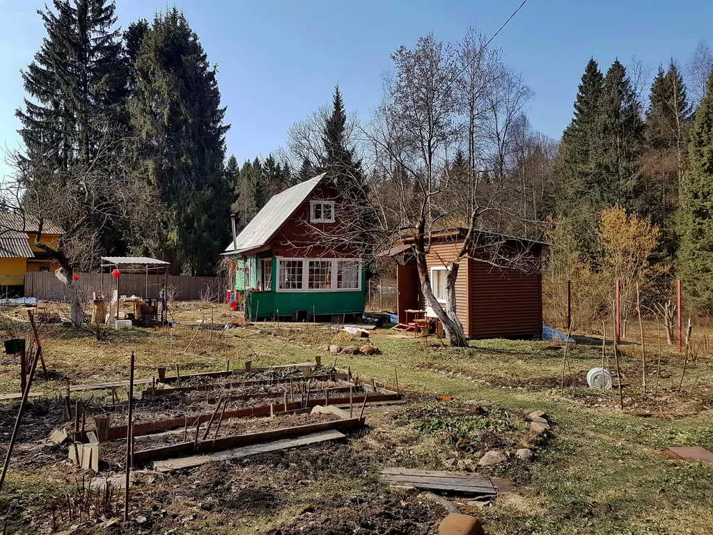 Дача вдоль елей, фото 7