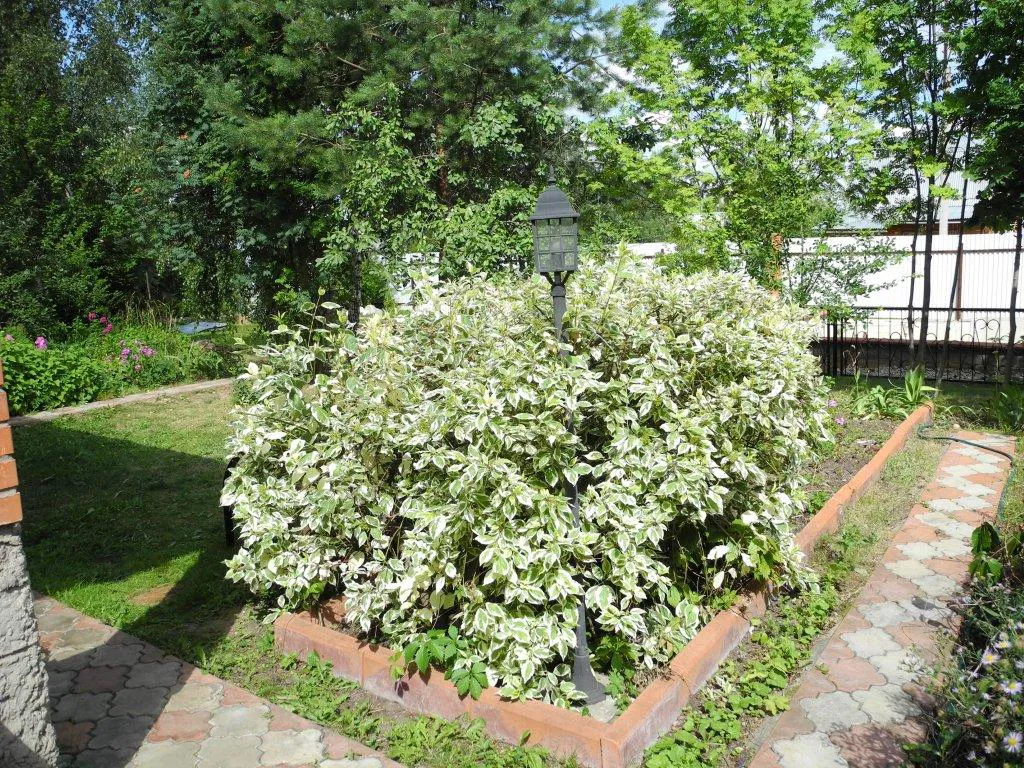 Кирпичная дача в зелени, фото 6