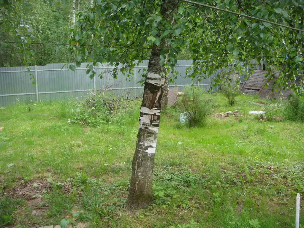 Дача в Обшивке, фото 10