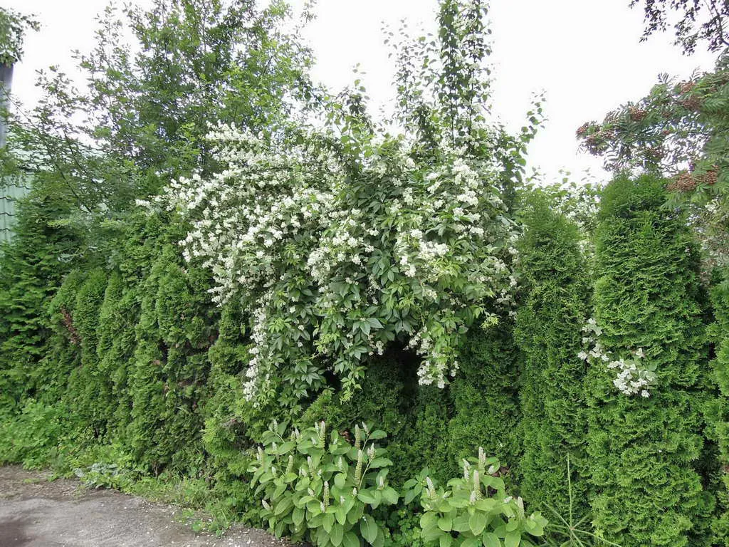 Коттедж с лепниной, фото 16