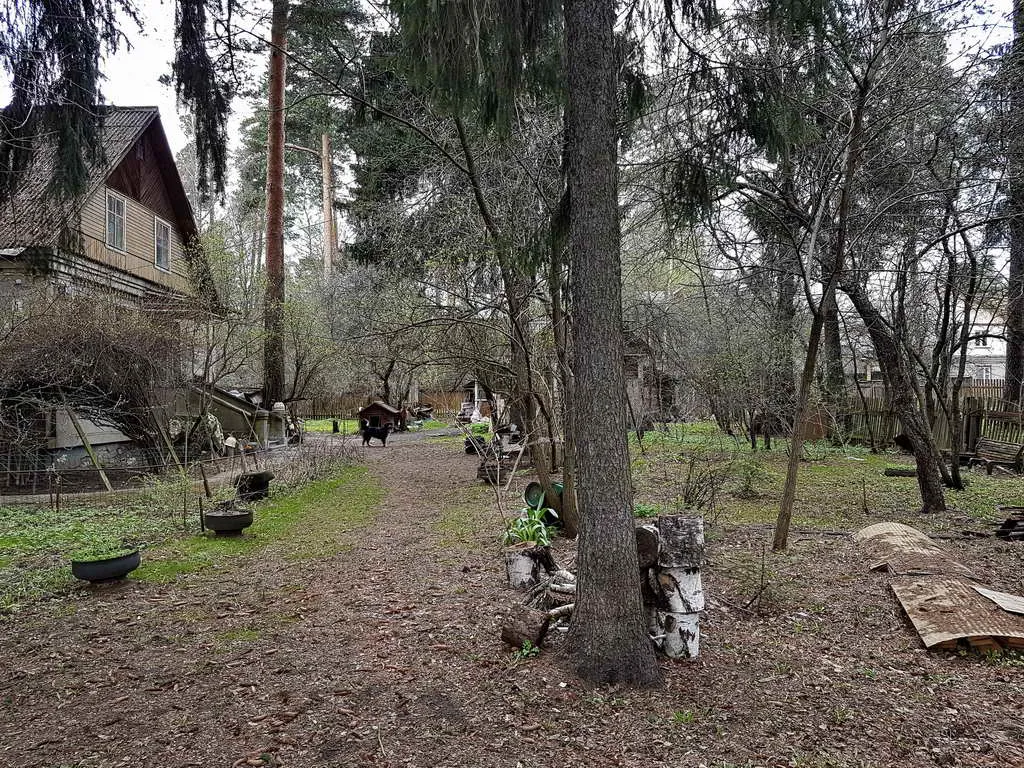 Старый дом в лесу, фото 6