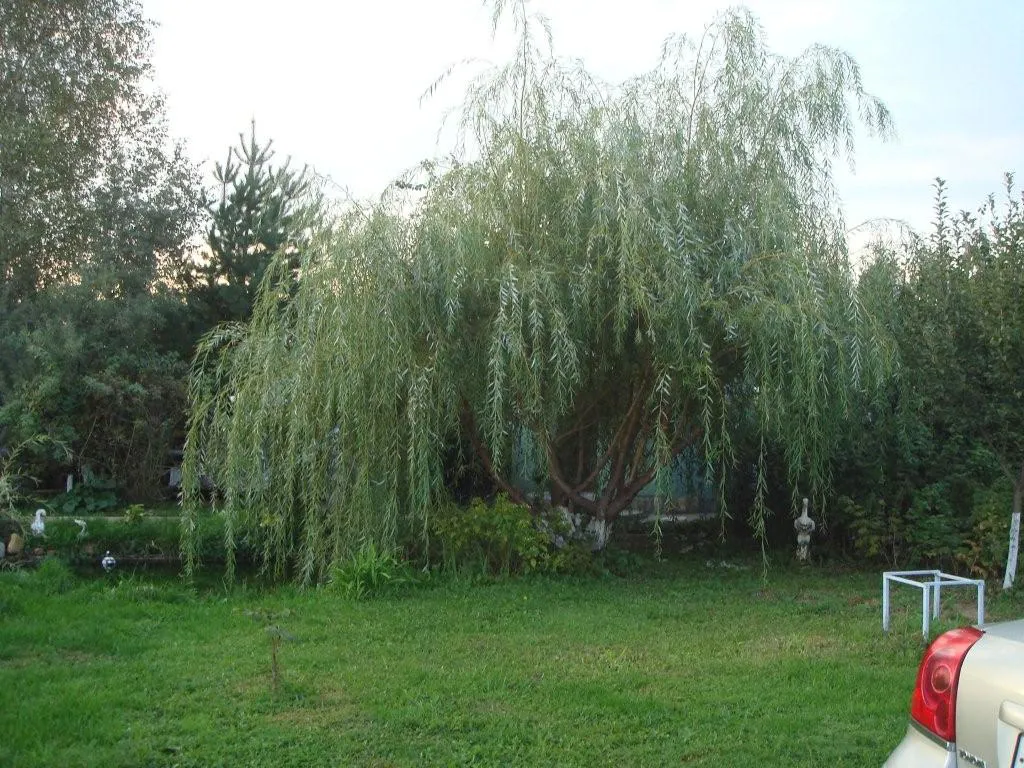 Дача с ивой ивой, фото 2
