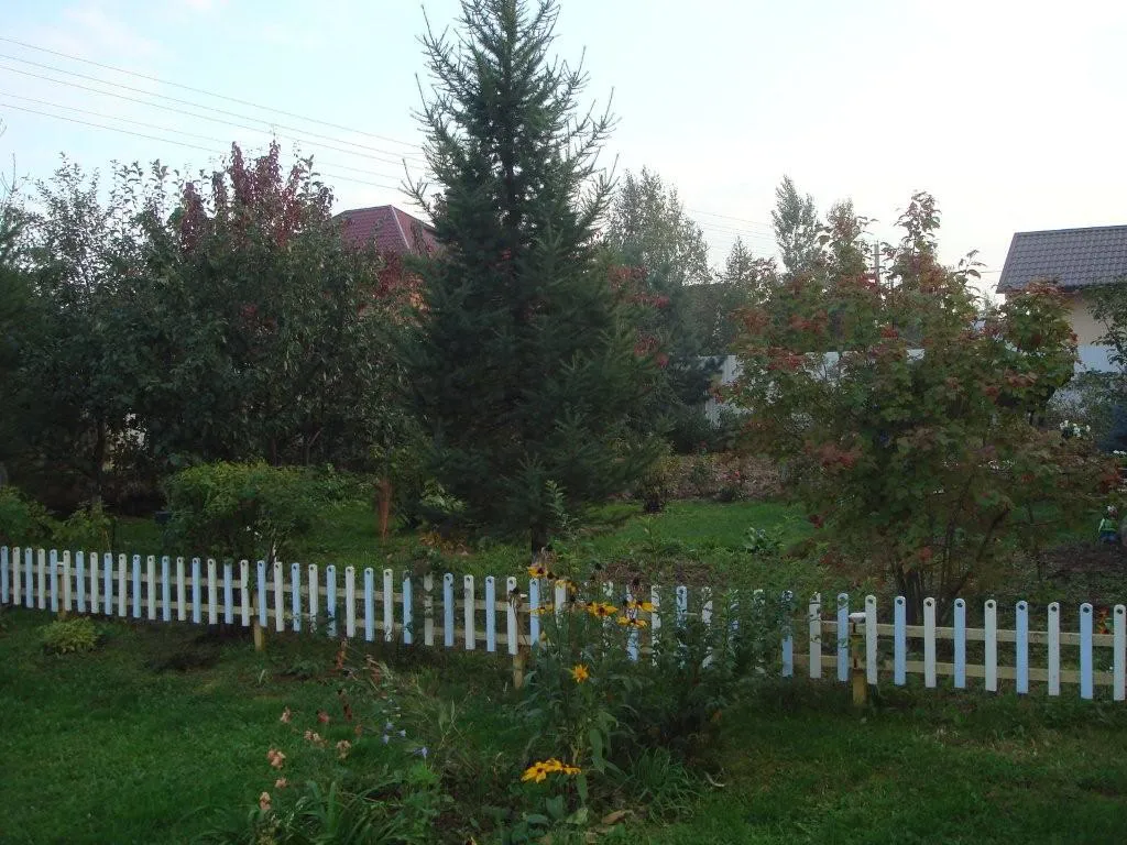 Дача с ивой ивой, фото 4