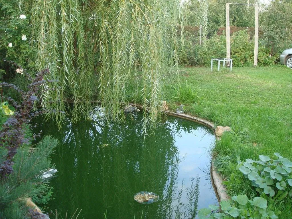 Дача с ивой ивой, фото 6